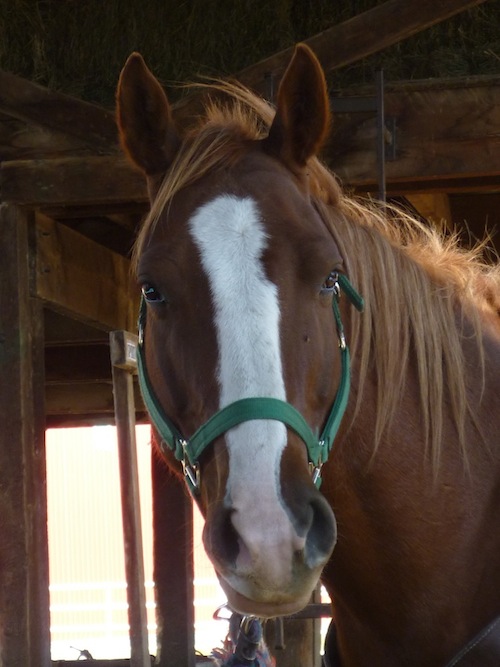 General - CHA Clinic - Horse Headshot